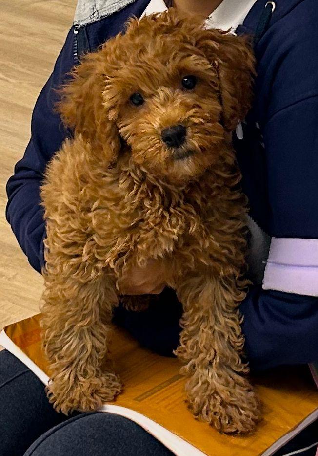 Toy Poddle